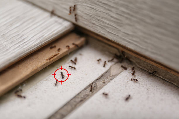Pest Control Cost in South Lockport, NY
