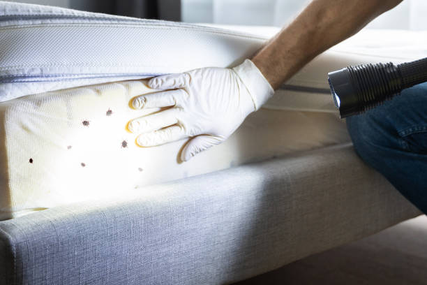 Reliable South Lockport, NY Pest Control Solutions