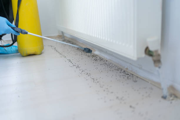 Best Mosquito Control Services  in South Lockport, NY